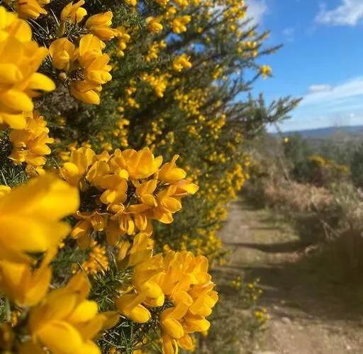 Murphy's Mountain Clonmel